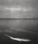 Feather on Water 2007